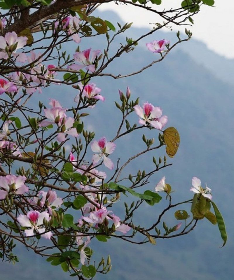 http://www.dvatravel.com/tour/tour-tay-bac-mua-hoa-ban-no